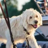 Hunter Sansibar Solid 55 Hundehalsbånd i læder - 43-49 cm