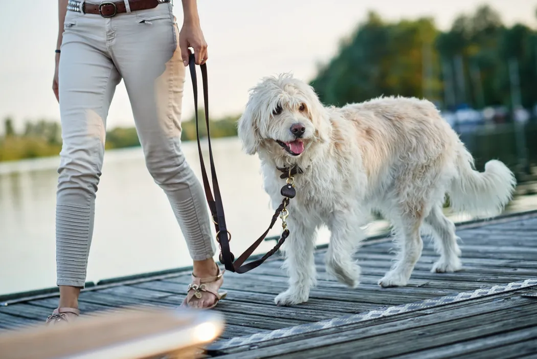 Hunter Sansibar Solid 55 Hundehalsbånd i læder - 43-49 cm