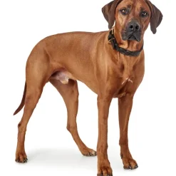 Hunter Sansibar Solid 55 Hundehalsbånd i læder - 43-49 cm