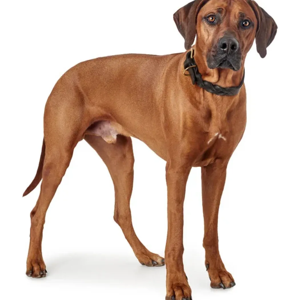 Hunter Sansibar Solid 55 Hundehalsbånd i læder - 43-49 cm