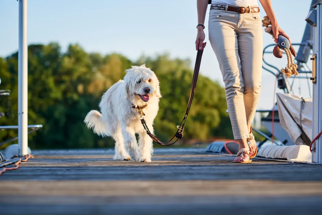 Hunter Sansibar Solid 60 Hundehalsbånd i læder - 48-54 cm