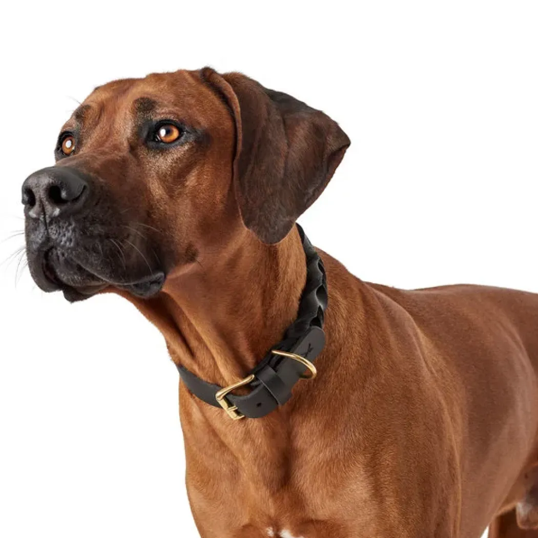 Hunter Sansibar Solid 60 Hundehalsbånd i læder - 48-54 cm