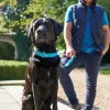 Hunter Softie hundehalsbånd 50 cm brun - 36-44 cm indstilling