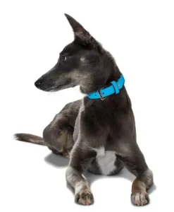 Hunter Softie hundehalsbånd 60 cm brun - 47-55 cm indstilling