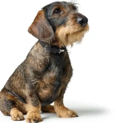 Hunter Soho Mini Hundehalsbånd Sort 24-29 cm