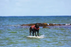 Hunter Svømmevest XL