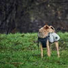 Hunter Uppsala Hundefrakke Grå 50 cm