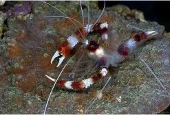 Hvidbåndet pudsereje (Stenopus hispidus)