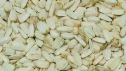 Hvide solsikker 2,5 kg