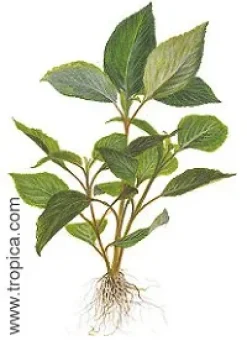 Hygrophila corymbosa.