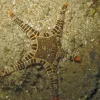 Ikon Søstjerne (Iconaster longimanus)