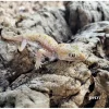 Israelsk Ørkengecko - Stenodactylus petri