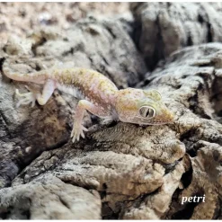 Israelsk Ørkengecko - Stenodactylus petri