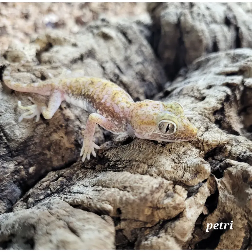 Israelsk Ørkengecko - Stenodactylus petri
