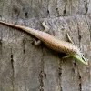 Javan emerald Treeskink(Dasia olivacea)