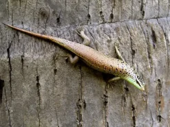 Javan emerald Treeskink(Dasia olivacea)