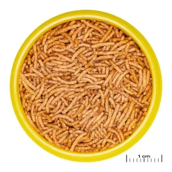 JBL ProNovo Betta Insektsticks S 100 ml
