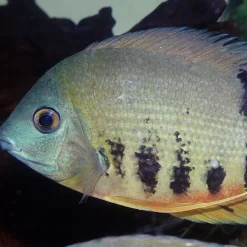 JBL Pronovo Cichlid Grano XL 1 Liter