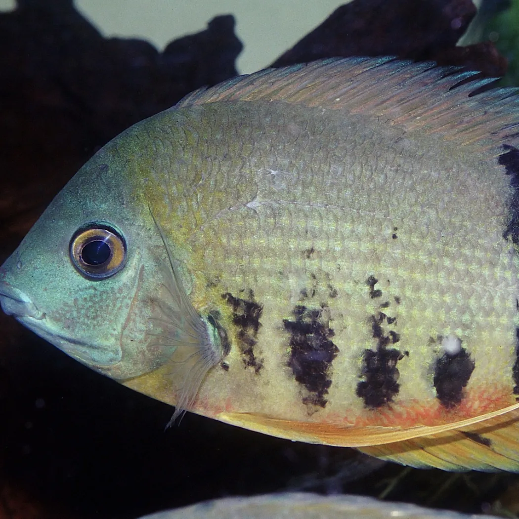 JBL Pronovo Cichlid Grano XL 1 Liter