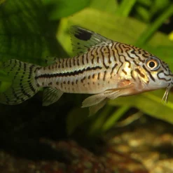 JBL ProNovo Corydoras Tab M 100 ml