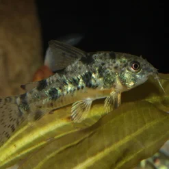 JBL ProNovo Corydoras Tab M 100 ml