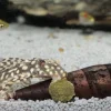 JBL Pronovo Pleco Wafer M 250 ml