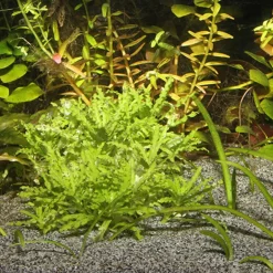 Jbl Sansibar Grå 10 kg Akvariegrus