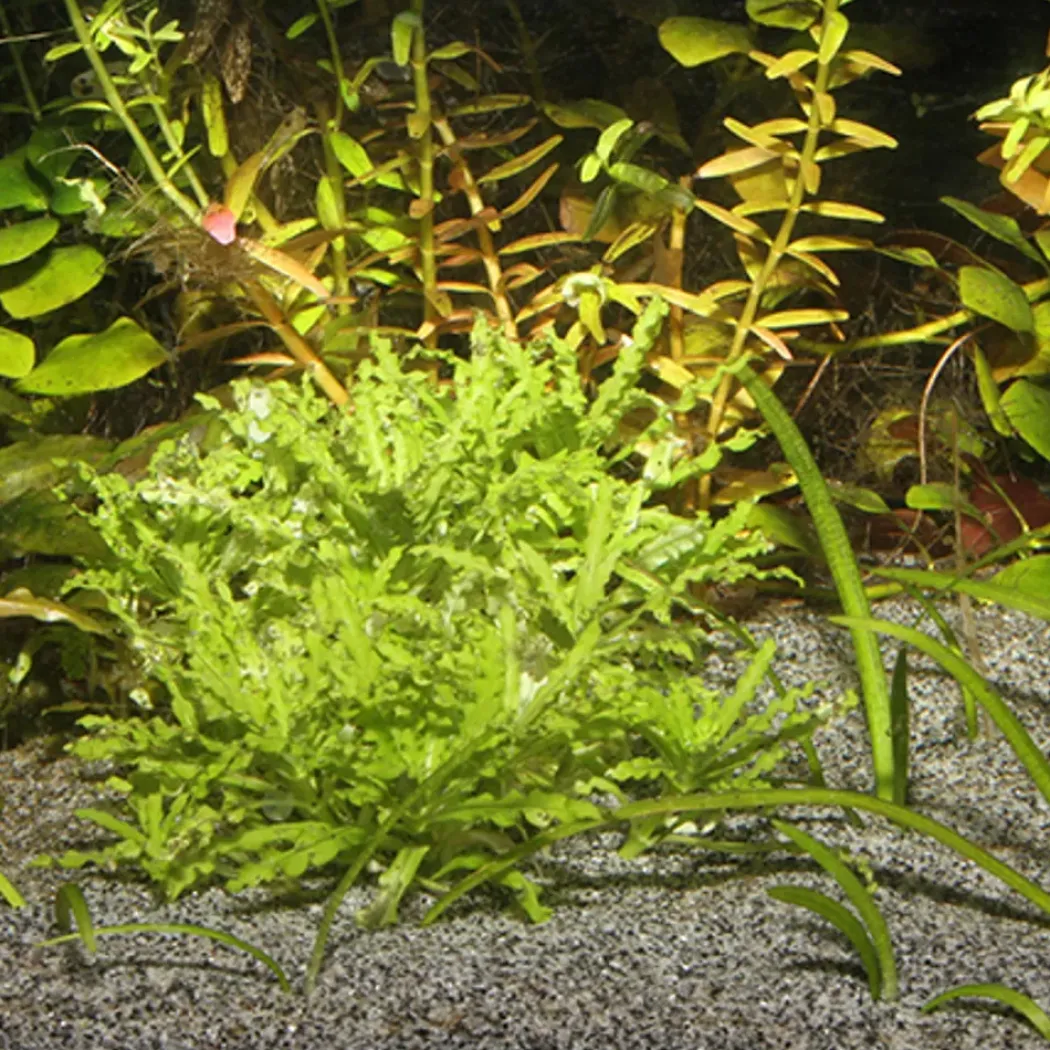 Jbl Sansibar Grå 10 kg Akvariegrus