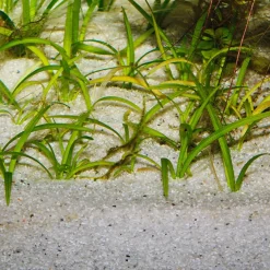 Jbl Sansibar River 10 kg Akvariegrus
