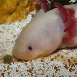 JBL NovoLotl M 250 ml (Til Axolotl)
