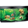 Juwel Aquarium VISION 260 LED Sort