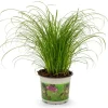 Kattegræs i potte - Cyperus Zumula