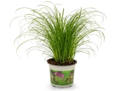 Kattegræs i potte - Cyperus Zumula