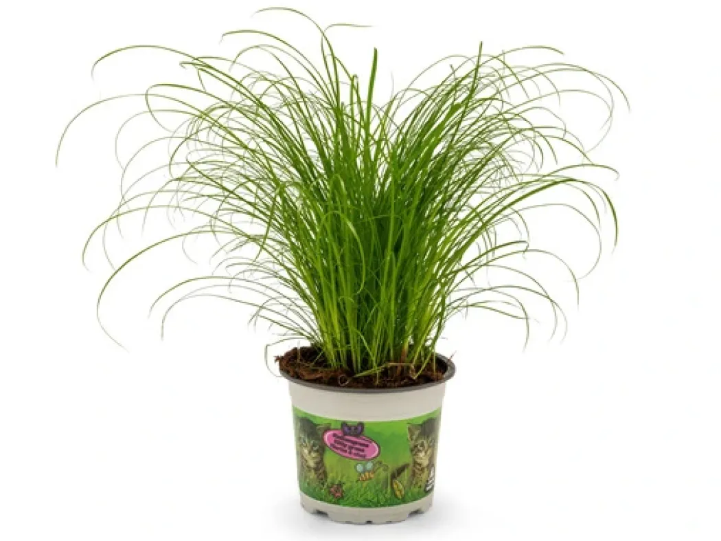 Kattegræs i potte - Cyperus Zumula