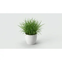 Kattegræs i potte - Cyperus Zumula
