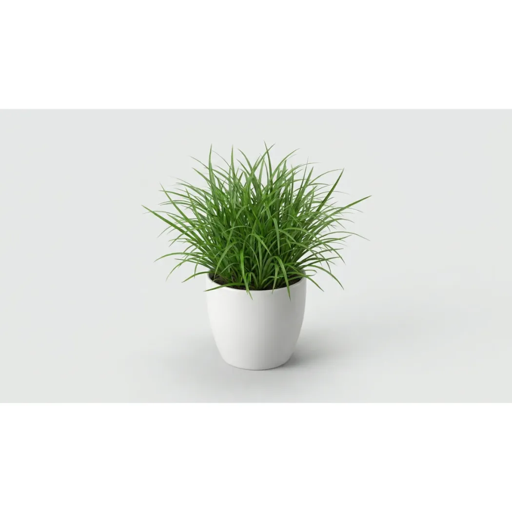 Kattegræs i potte - Cyperus Zumula
