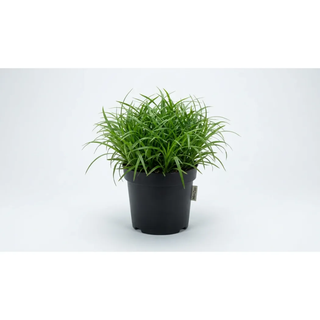 Kattegræs i potte - Cyperus Zumula