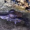 Kilehovedet Dværg kaiman (Paleosuchus Trigonatus)