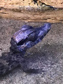 Kilehovedet Dværg kaiman (Paleosuchus Trigonatus)