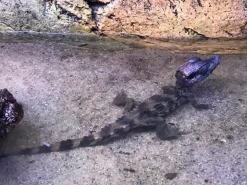 Kilehovedet Dværg kaiman (Paleosuchus Trigonatus)