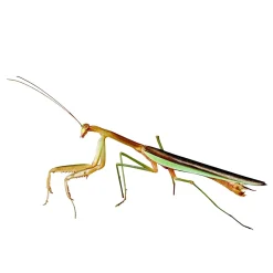 Kinesisk Knæler Tenodera sinensis