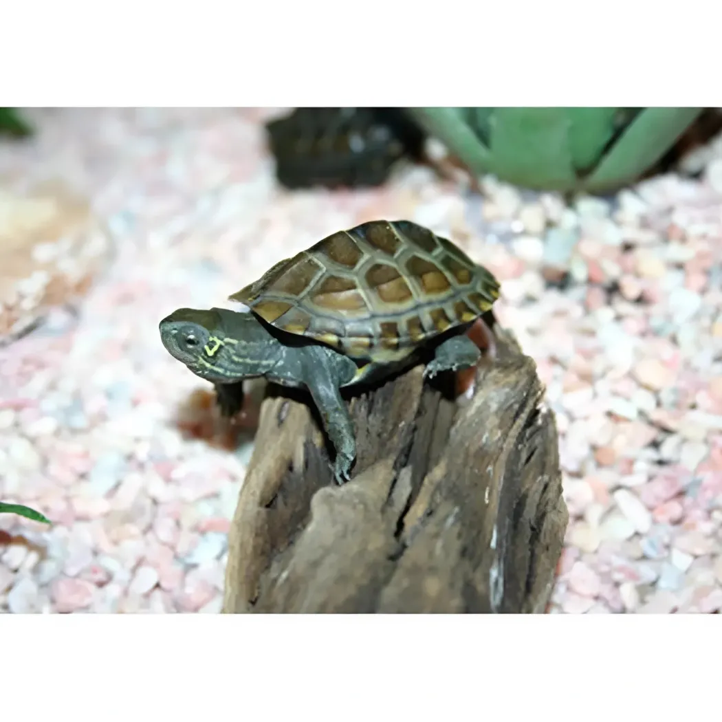 Kinesisk trekølsskildpadde (Mauremys reevesii)