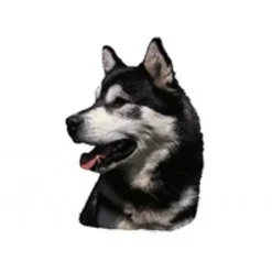 Klistermærke af Alaskan Malamute Hoved Stor