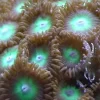 Knapkoral Zoanthus sp. Flotte fra Vietnam