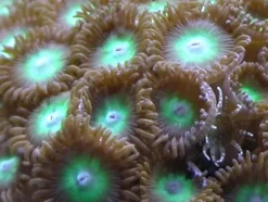 Knapkoral Zoanthus sp. Flotte fra Vietnam