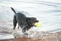 KONG Airdog Football L - robust hundebold med piv og flydefunktion