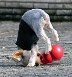 Kong Bounzer Medium - sjov kaste- og fangbold