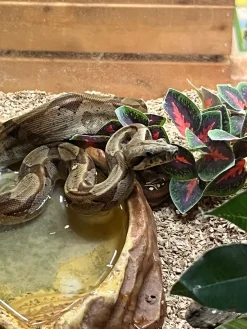 Kongeboa Hypo 100% Het Moonglow Kahl linie 0,1 - Boa Constrictor imperator