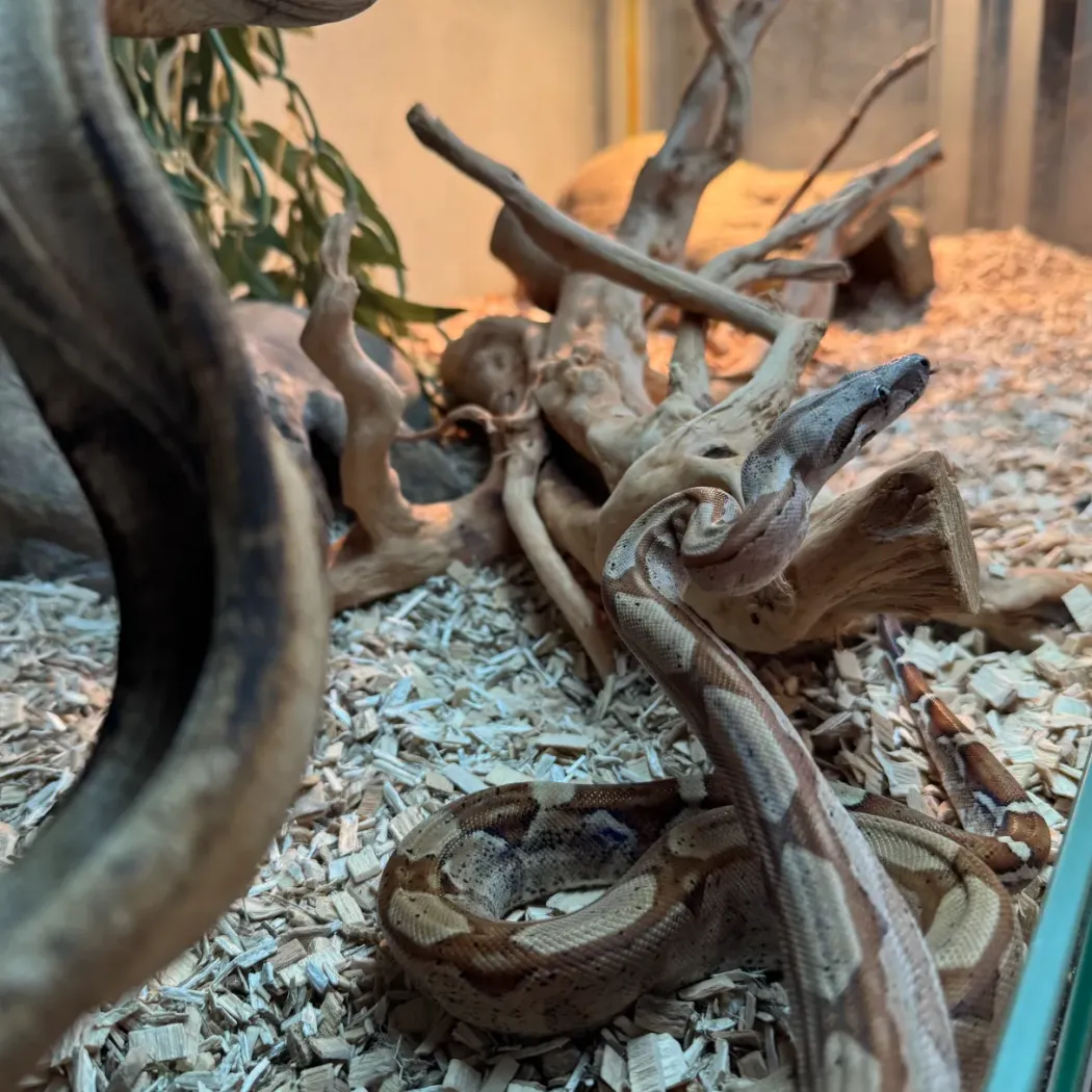 Kongeboa Hypo Keltic Het Moonglow Kahl linie 0,1 - Boa Constrictor