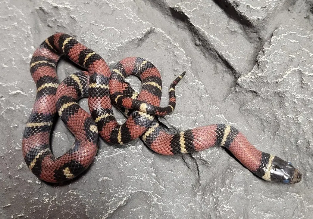 Kongesnog Jalisco (Lampropeltis Jalisco)